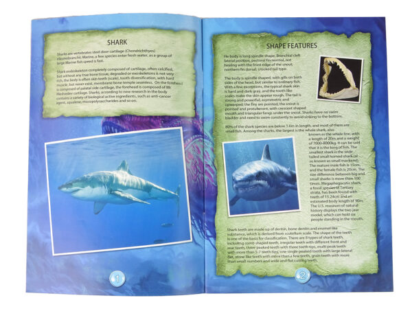 Ammonite Shark Excavation Educational Kit - Image 3