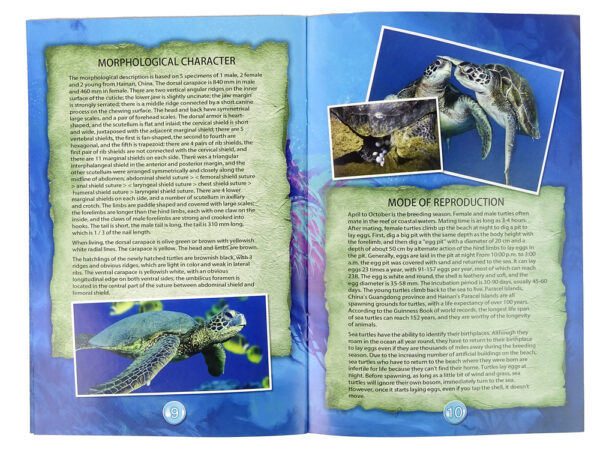 Ammonite Turtle Excavation Educational Kit - Image 3